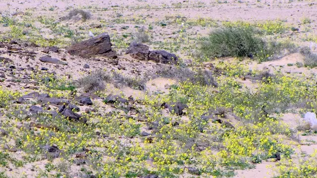 Petrified Forest Protectorate
