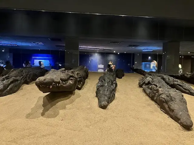 The Crocodile Museum
