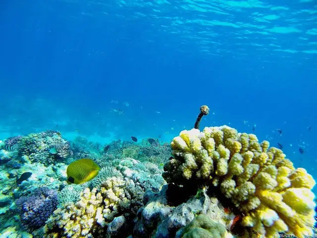 Makadi Bay house reef