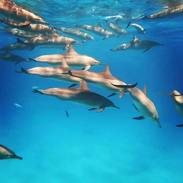Sataya / Dolphin House Reef