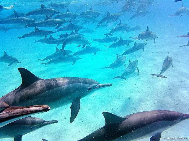 Sataya Reef dolphin trip
