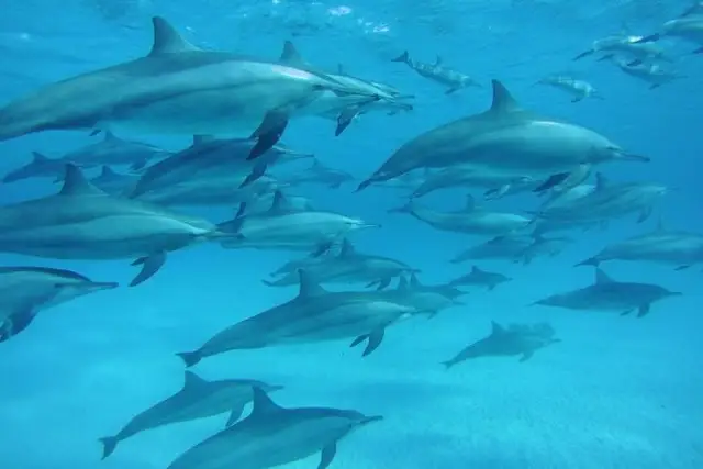 Shaab Marsa Alam reefs