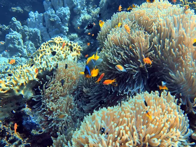 Panorama Reef